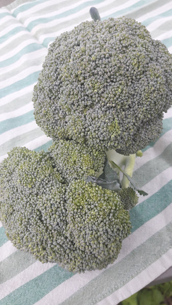 Broccoli 1 - 1.25 lbs