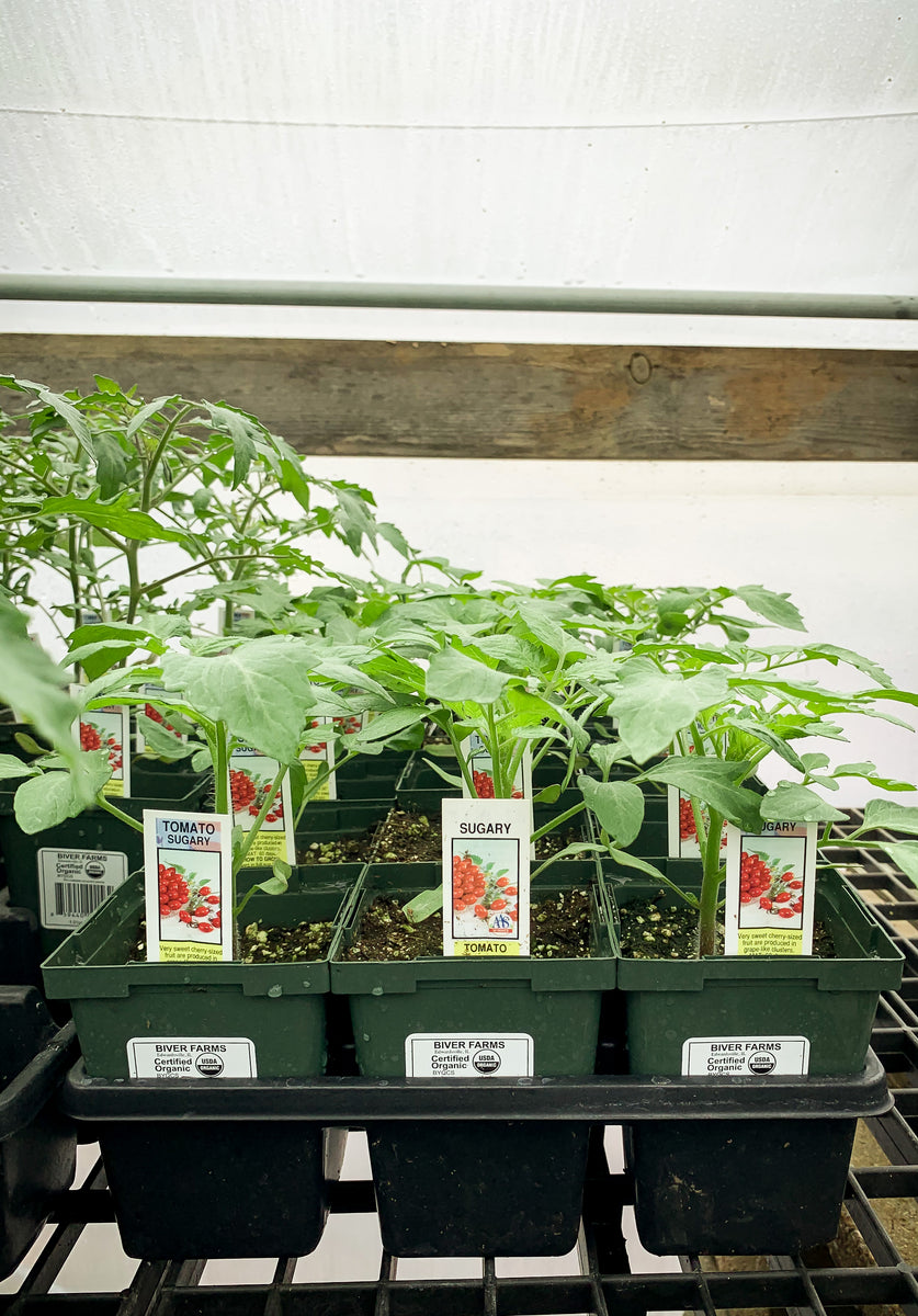 indoor grape tomato plant Cherry Tomato, Sugary Grape – Biver Farms