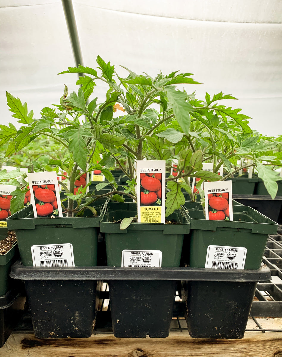 0mat_plant Tomato, Beefsteak