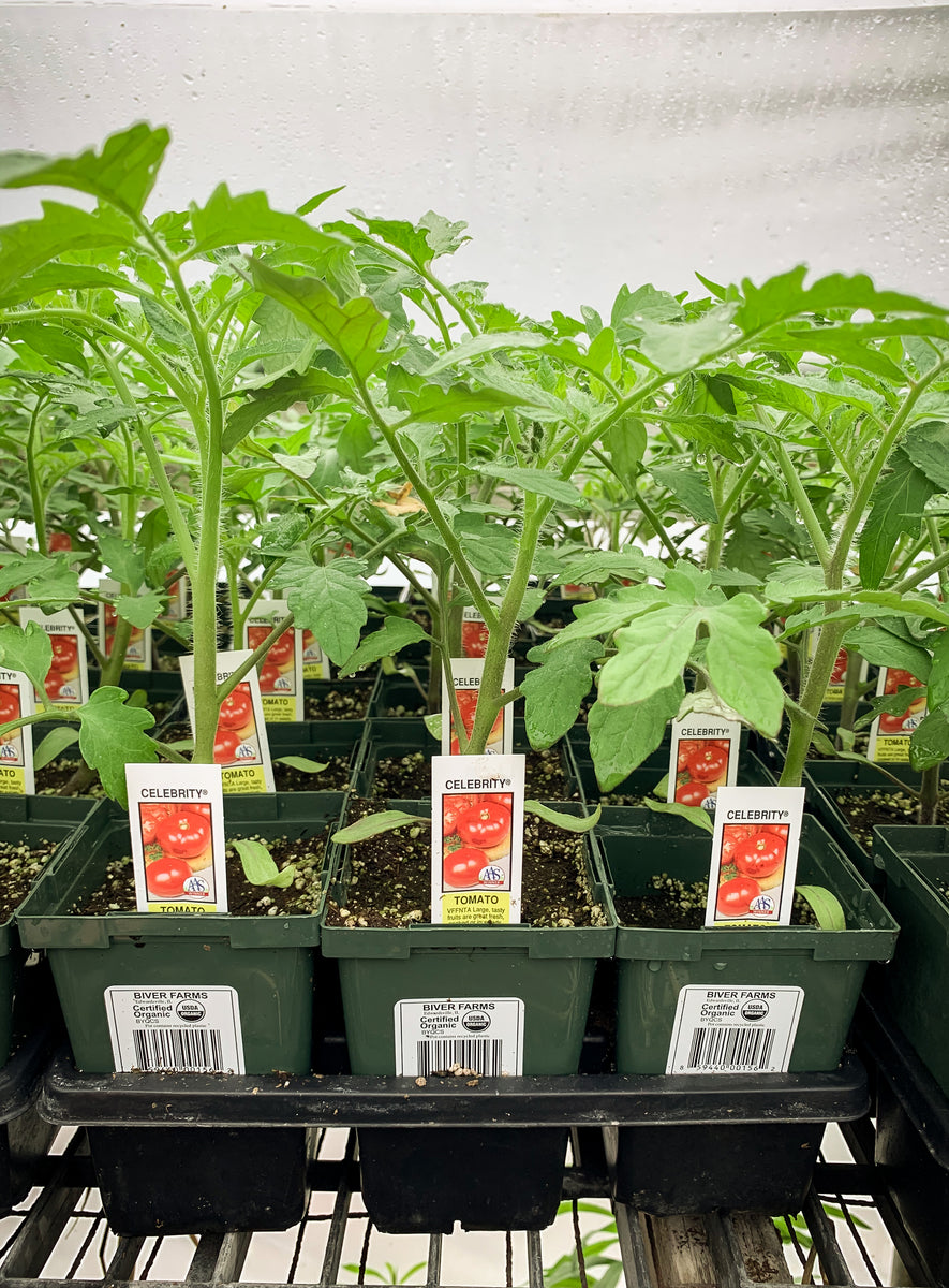 celebrity tomato plants in pots Tomato, Celebrity – Biver Farms