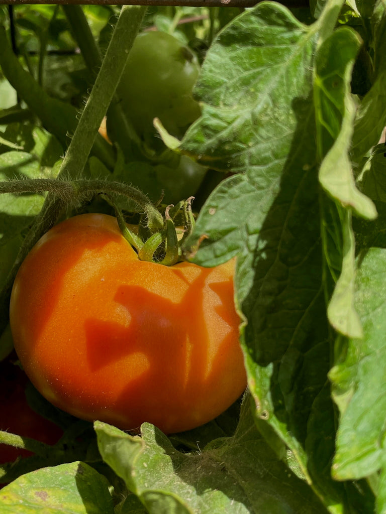A Guide to Growth: Beginner Tomatoes that Pack a Punch