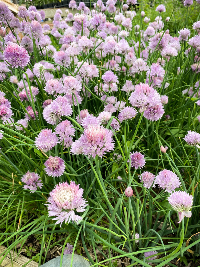 A Guide to Growth: Easy Herbs for Beginner Gardeners
