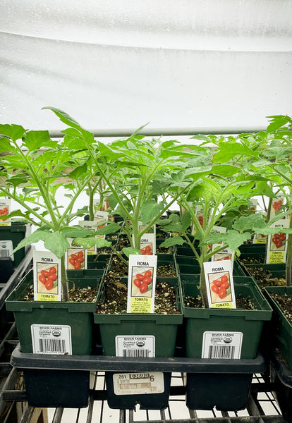 tomato plants in pots for sale Tomato, Roma