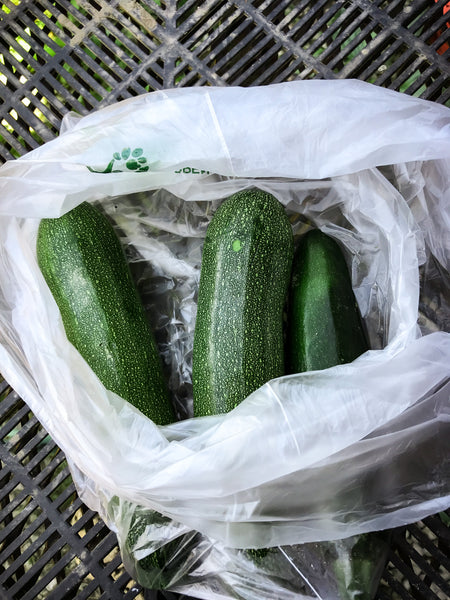 Green Zucchini 1 - 1.25 lbs.
