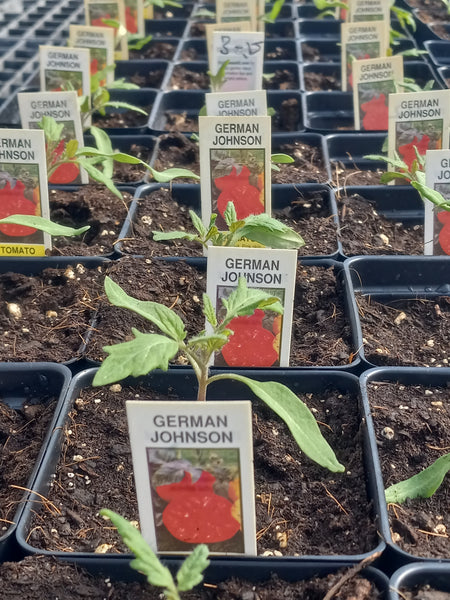 Heirloom Tomato,  German Johnson