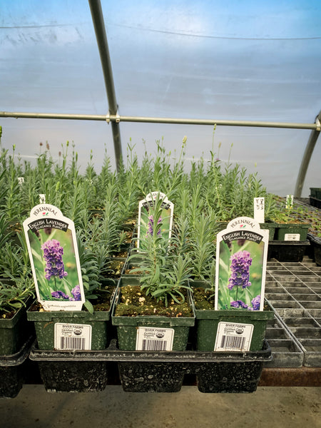 lavender elegance plant Lavender, Elegance Purple